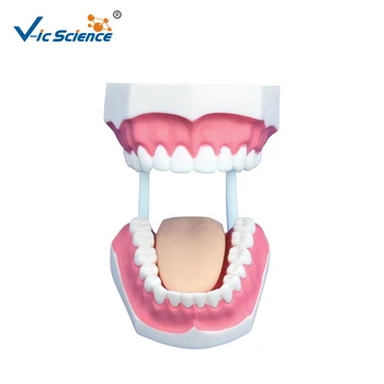 Анатомическая модел на зъбите на човека, медицинската наука, малкият модел, за да се грижи за зъбите си (32 зъба)