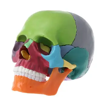 Директна доставка на 15 бр./компл. Анатомическая модел на черепа в разглобено формата на Подвижни медицински комплект